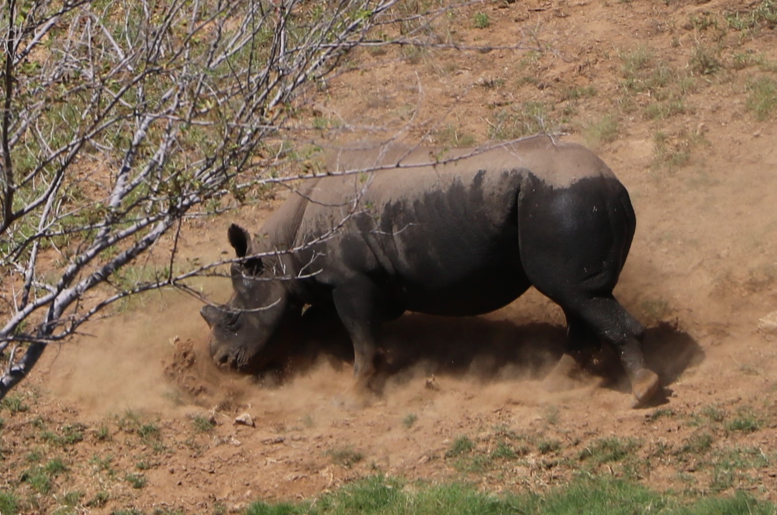 IMG_6634_rhino2.JPG