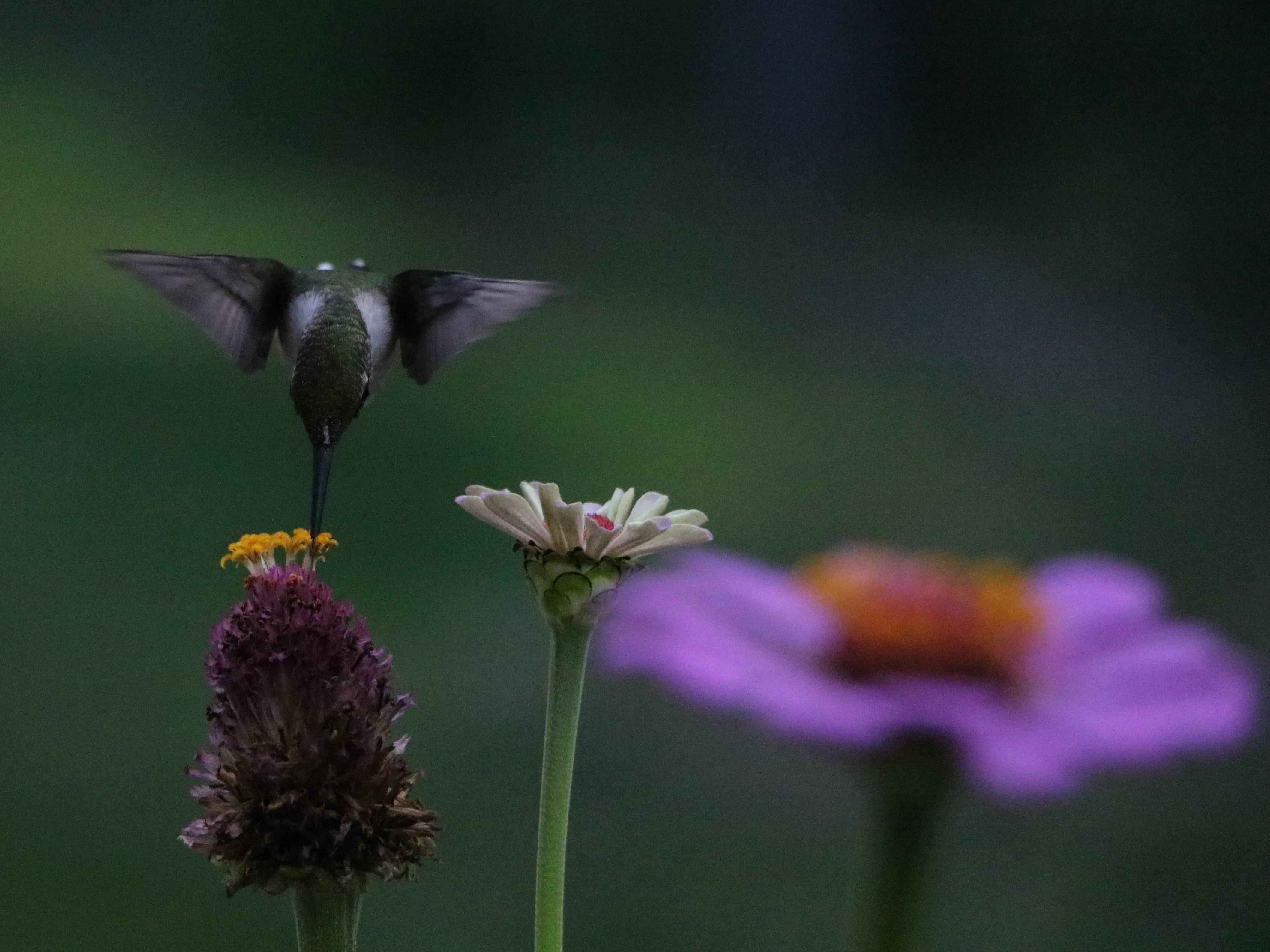 divebombhummingIMG_4637.jpg